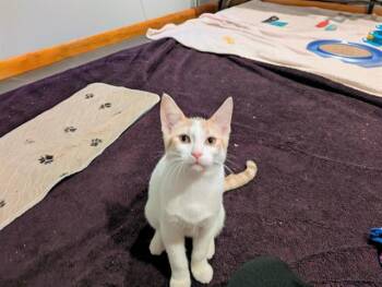 TRUFFLE -  Domestic Short Hair Cat for Adoption in Fort Wayne, Indiana - TRUFFLE | PetCurious