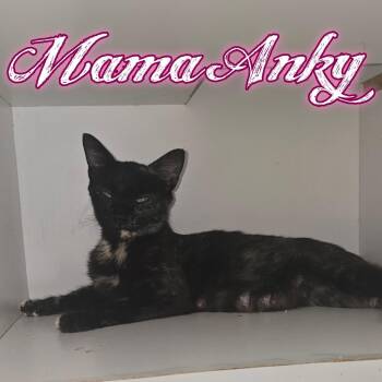 Mama Anky -  Domestic Short Hair Cat for Adoption in Hillsboro, Ohio - Mama Anky | PetCurious
