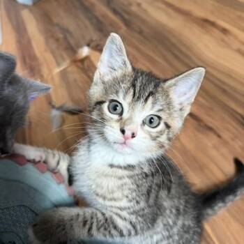 Sven -  Domestic Medium Hair Cat for Adoption in Kenhorst, Pennsylvania - Sven | PetCurious