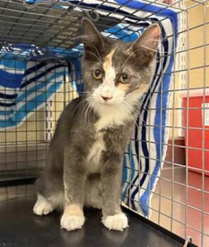 A1117879 -  Domestic Short Hair Cat for Adoption in Fort Myers, Florida - A1117879 | PetCurious
