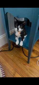 Jasmine -  Domestic Short Hair Cat for Adoption in Grovetown, Georgia - Jasmine | PetCurious