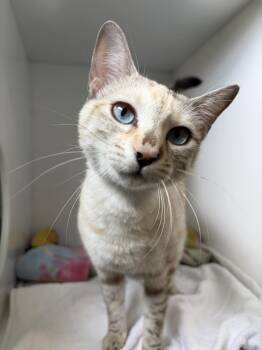 Domestic Short Hair Cats Available for Adoption in Delson, Quebec - Mozaique | PetCurious