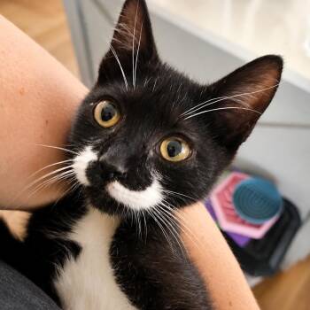 Mizu (bobtail!) in Stevensville, MD -  American Bobtail Cat for Adoption - Mizu (bobtail!) In Stevensville, MD | PetCurious
