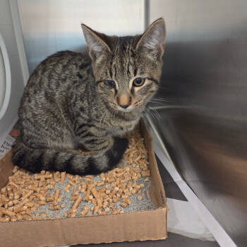 Rescue Domestic Short Hair Cats for Adoption in Chattanooga, Tennessee - Rascal | PetCurious