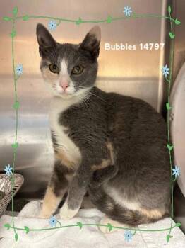 Rescue Domestic Short Hair Cats for Adoption in Marietta, Georgia - Bubbles (608) | PetCurious