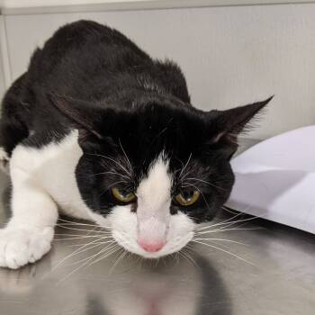 Rescue Domestic Short Hair Cats for Adoption in Tampa, Florida - Jerry | PetCurious