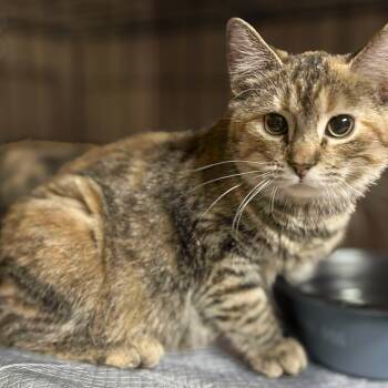 Rescue Domestic Short Hair Cats for Adoption in Pekin, Illinois - Megan Fox | PetCurious
