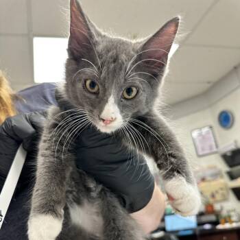 Twister -  Domestic Short Hair Cat for Adoption in Evansville, Indiana - Twister | PetCurious