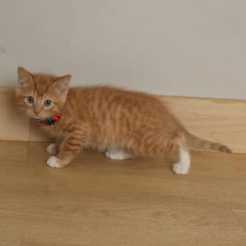 Domestic Short Hair Cats Available for Adoption in Minnetonka, Minnesota - Andros C68494 | PetCurious