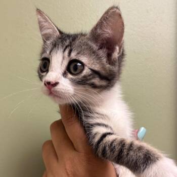 Domestic Short Hair Cats Available for Adoption in Goleta, California - Eemy Deemy Don | PetCurious