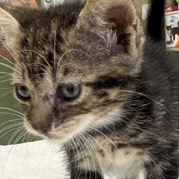 NORP -  Domestic Short Hair Cat for Adoption in Kyle, Texas - NORP | PetCurious