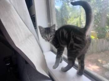 Rescue Domestic Short Hair Cats for Adoption in Spring, Texas - Nikki & Vikki - Riley Fuzzel Petsmart | PetCurious