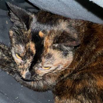 Domestic Short Hair Cats Available for Adoption in Lakewood, Colorado - Juni | PetCurious