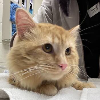 Domestic Long Hair Cats Available for Adoption in Murray, Utah - Harley | PetCurious