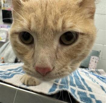 Rescue Domestic Short Hair Cats for Adoption in Peoria, Illinois - WARNER | PetCurious