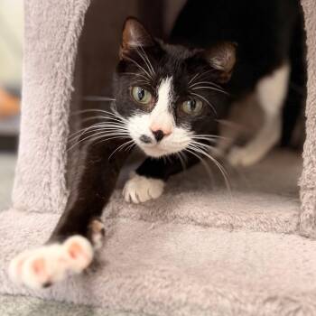 Filly -  Domestic Short Hair Cat for Adoption in Gainesville, Florida - Filly | PetCurious