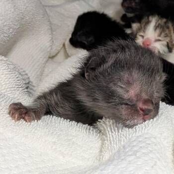 Domestic Short Hair Cats Available for Adoption - Dinah | PetCurious