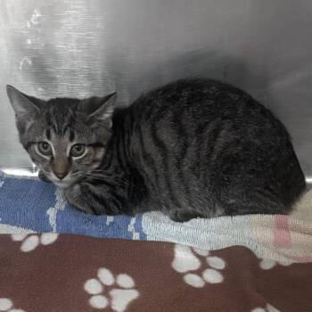 Tigger -  Domestic Short Hair Cat for Adoption in Indianapolis, Indiana - Tigger | PetCurious