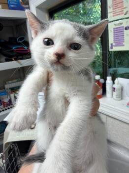 Zigzag -  Domestic Short Hair Cat for Adoption in Pomona, New York - Zigzag | PetCurious