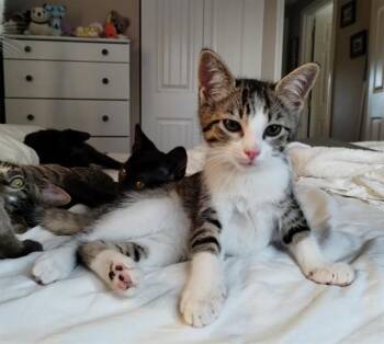JOY BOY -  Domestic Short Hair Cat for Adoption in Louisville, Kentucky - JOY BOY | PetCurious