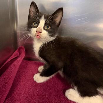 Summit -  Domestic Short Hair Cat for Adoption in Greensboro, North Carolina - Summit | PetCurious