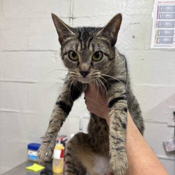 Neveah -  Domestic Short Hair Cat for Adoption in Clanton, Alabama - Neveah | PetCurious