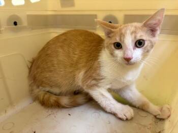 JINX -  Domestic Short Hair Cat for Adoption in Crossville, Tennessee - JINX | PetCurious