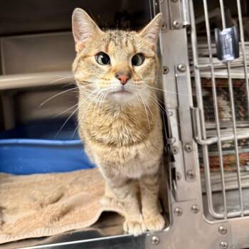 Domestic Short Hair Cats Available for Adoption in Elbow Lake, Minnesota - Noodles C25-007 | PetCurious