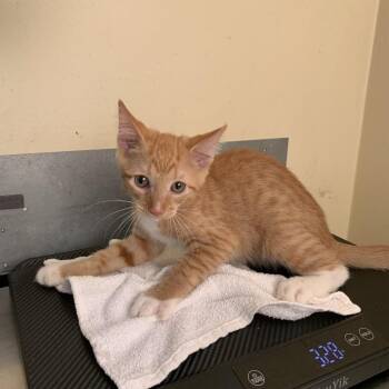 McCartney -  Domestic Short Hair Cat for Adoption in Pasadena, California - McCartney | PetCurious
