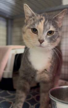 Domestic Short Hair Cats Available for Adoption - Ice Cream | PetCurious