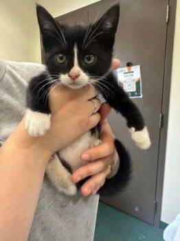 Lucky -  Domestic Short Hair Cat for Adoption in Williamsport, Pennsylvania - Lucky | PetCurious