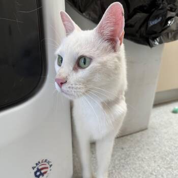 Zanzibar -  Domestic Short Hair Cat for Adoption in Kanab, Utah - Zanzibar | PetCurious