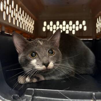 Druid -  Domestic Short Hair Cat for Adoption in Lynchburg, Virginia - Druid | PetCurious