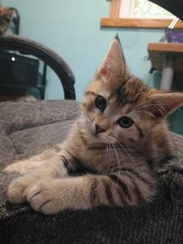 Cheeto -  Domestic Short Hair Cat for Adoption in Farmington, Minnesota - Cheeto | PetCurious
