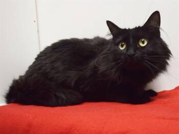 Domestic Medium Hair Cats Available for Adoption in Sacramento, California - LULU | PetCurious