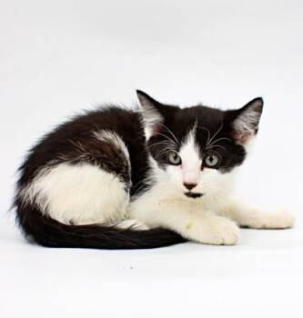 Noah -  Domestic Short Hair Cat for Adoption in Morton Grove, Illinois - Noah | PetCurious