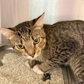 Bongo -  Domestic Short Hair Cat for Adoption in Englewood, Florida - Bongo | PetCurious