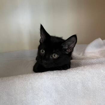 Freddie -  Domestic Short Hair Cat for Adoption in Fairport, New York - Freddie | PetCurious
