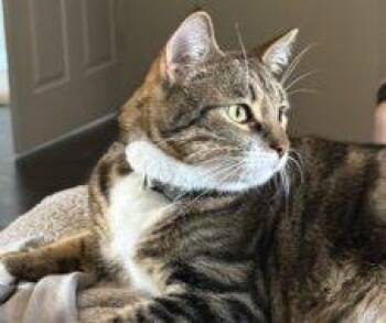 Beans FKA Nightwing -  Domestic Short Hair Cat Available for Adoption in West Chester, Pennsylvania - Beans FKA Nightwing | PetCurious