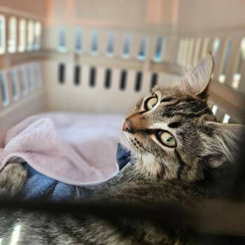 Winston & Fern -Foster or Adoptive home needed -  Tabby and Tortoiseshell Cat for Adoption in Kirkland, Washington - Winston & Fern -Foster Or Adoptive Home Needed | PetCurious