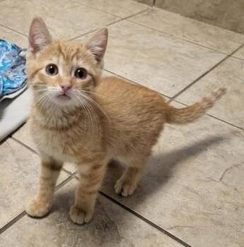Gemini -  Domestic Short Hair Cat for Adoption in Canon City, Colorado - Gemini | PetCurious