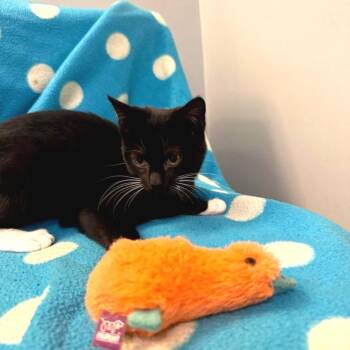 Skill issue -  Domestic Short Hair Cat for Adoption in Fredericksburg, Virginia - Skill Issue | PetCurious
