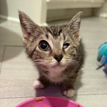 Pumpkin -  Domestic Short Hair Cat for Adoption in Summerville, South Carolina - Pumpkin | PetCurious