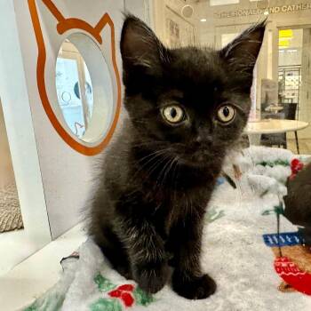 Quetelet -  Domestic Short Hair Cat for Adoption in Los Angeles, California - Quetelet | PetCurious