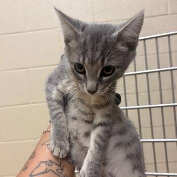 Poppy -  Domestic Short Hair Cat for Adoption in Winston-salem, North Carolina - Poppy | PetCurious