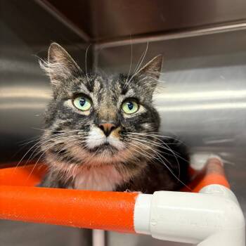 Rescue Domestic Medium Hair Cats for Adoption in Salt Lake City, Utah - Zither | PetCurious