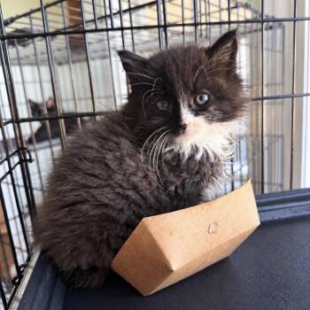 Mercer -  Domestic Long Hair Cat for Adoption - Mercer | PetCurious