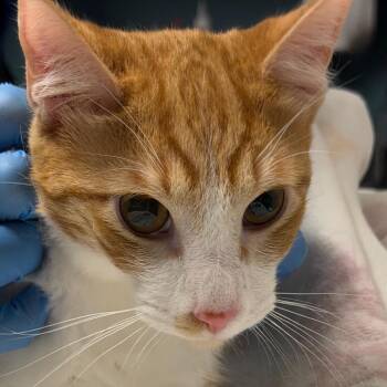 Waffles -  Domestic Short Hair Cat for Adoption in Providence, Rhode Island - Waffles | PetCurious