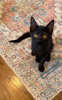 Jack 5 -  Domestic Short Hair Cat for Adoption in Tucson, Arizona - Jack 5 | PetCurious