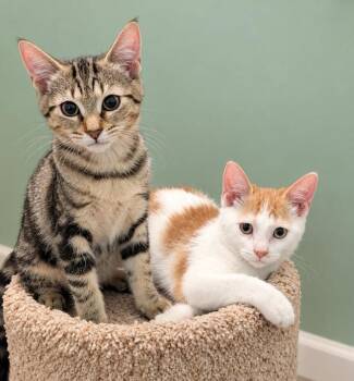 Oakley MD -  Tabby Cat for Adoption - Oakley MD | PetCurious